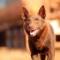 RED DOG
