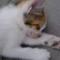 小猫