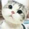 蚊蚊猪