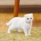 MrCat