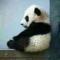 大能猫
