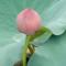 xiong.ying