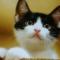 馋猫