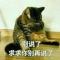 yumi懒兔