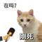 八方白白