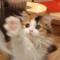 云朵小猫