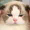 猫南北