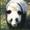 sexpanda