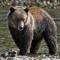 大灰熊
