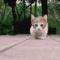 贪睡的猫80