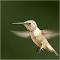 MIKE_ZHAO