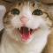 库洛猫