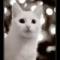 猫咪爱玉石