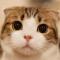 6k猫猫