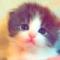 招财猫’喵
