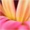 Pigly_______披风