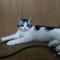团子是只蠢猫