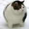 凯乐猫猫家