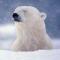 SedulousBear