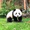 红鲤鱼与绿鲤鱼与驴