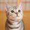 robin_715