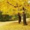 苦涩的记忆