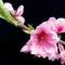 柳暗花明