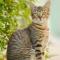 猫戏老鼠