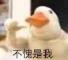 是涵大人呀