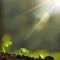 AA