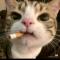 爱猫人士