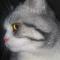 把猫推倒
