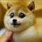 遥望的野人