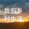 苦菜花