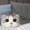 Holle Kitty