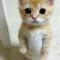 猫猫咪sxy