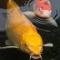 水中金鳞