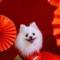 白狐