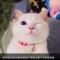 单眼的猫