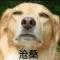 菊花也算花