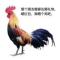 阿白