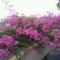 longa