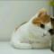三脚猫