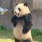 全能时待