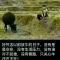 阿凯