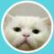BB糖