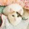 __小黑猫。