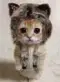 怜子