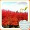 suicheng