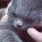 CatImperfection